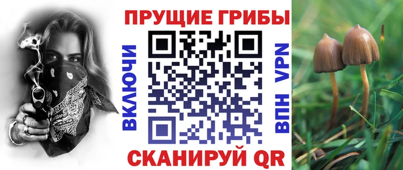 Галлюциногенные грибы Cubensis Волхов